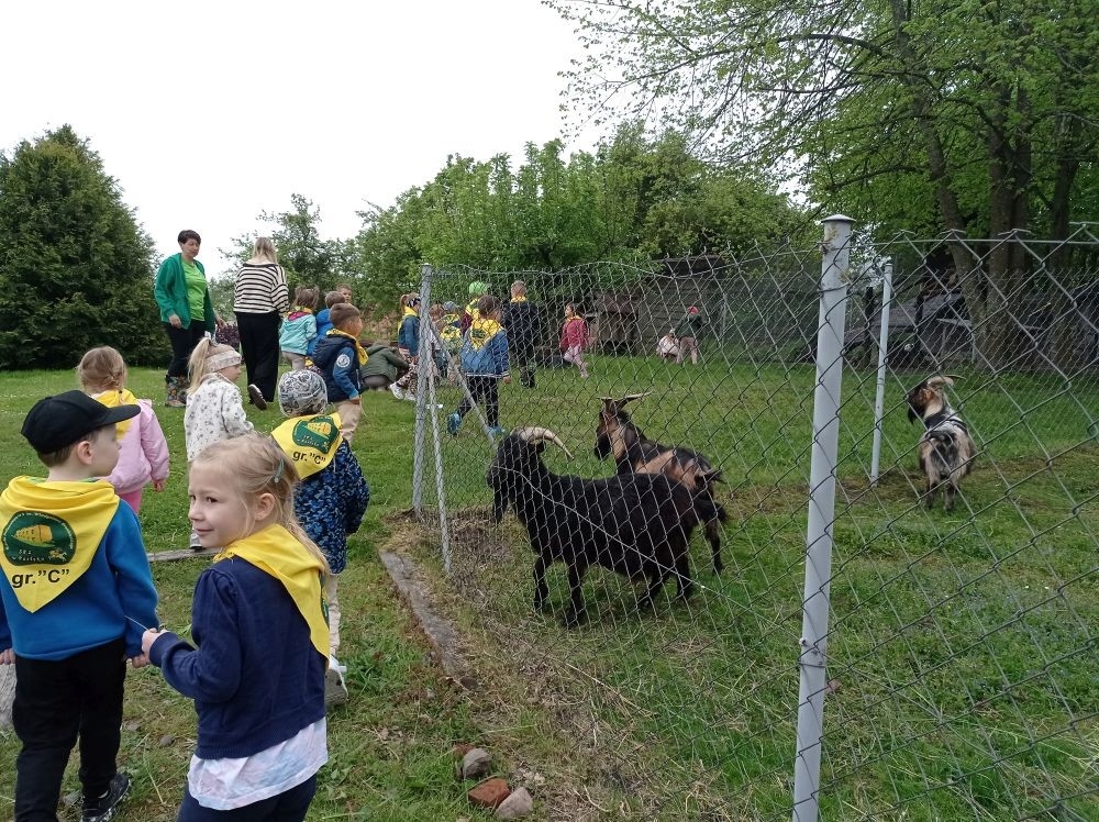 Dnia 22 maja 20205 roku dzieci z grupy „Zajączki” oraz „Leśne Skrzaty” z oddziałów przedszkolnych przy SP2 udały się na wycieczkę do Zagrody Edukacyjnej „Ziołowy Dzbanek” . Podczas wizyty dzieci uczestniczyły w warsztatach, gdzie miały okazję własnoręcznie wykonać piękny prezent, który wręczą podczas zbliżającego się
” Dnia Mamy”. Kolejną atrakcją dla dzieci był spacer po „Ogrodzie Ziołowym”, gdzie miały okazję zobaczyć, powąchać oraz poznać zastosowanie niektórych ziół. Natomiast w „Chacie Zielarskiej”miały okazję zobaczyć różne sprzęty codziennego użytku z dawnych lat. Dodatkową atrakcją dla dzieci było spotkanie ze zwierzętami w mini zoo, gdzie mogły dosyć nieśmiało z małą dozą niepewności nakarmić znajdujące się tam zwierzęta. Na zakończenie pełnej emocji wizyty dzieci zjadły przygotowane przez gospodarzy pyszne czekoladowe babeczki i wypiły domowy kompot. Uśmiech na twarzach dzieci był najlepszym dowodem na to , iż wycieczkę możemy uznać za udaną :)