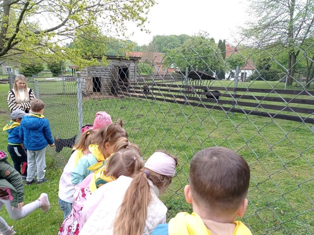 Dnia 22 maja 20205 roku dzieci z grupy „Zajączki” oraz „Leśne Skrzaty” z oddziałów przedszkolnych przy SP2 udały się na wycieczkę do Zagrody Edukacyjnej „Ziołowy Dzbanek” . Podczas wizyty dzieci uczestniczyły w warsztatach, gdzie miały okazję własnoręcznie wykonać piękny prezent, który wręczą podczas zbliżającego się
” Dnia Mamy”. Kolejną atrakcją dla dzieci był spacer po „Ogrodzie Ziołowym”, gdzie miały okazję zobaczyć, powąchać oraz poznać zastosowanie niektórych ziół. Natomiast w „Chacie Zielarskiej”miały okazję zobaczyć różne sprzęty codziennego użytku z dawnych lat. Dodatkową atrakcją dla dzieci było spotkanie ze zwierzętami w mini zoo, gdzie mogły dosyć nieśmiało z małą dozą niepewności nakarmić znajdujące się tam zwierzęta. Na zakończenie pełnej emocji wizyty dzieci zjadły przygotowane przez gospodarzy pyszne czekoladowe babeczki i wypiły domowy kompot. Uśmiech na twarzach dzieci był najlepszym dowodem na to , iż wycieczkę możemy uznać za udaną :)