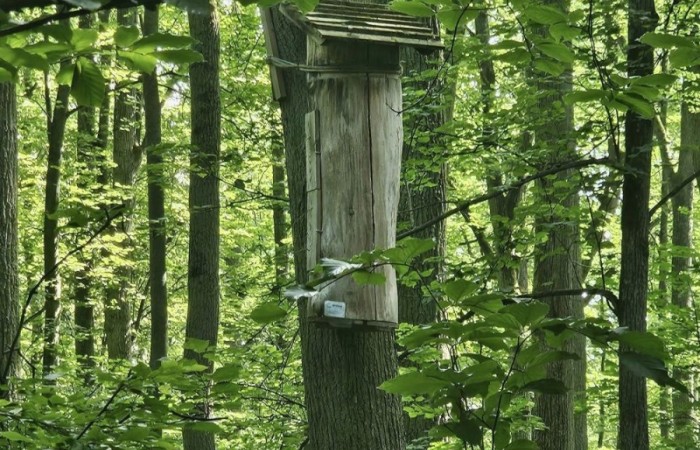 Kolejne działanie w ramach projektu Erasmus Discovering Carrers in Europe . Dziś uczniowie klas siódmych mieli okazję poznać zawód leśnika. Była wyprawa do lasu, ścieżka edukacyjna i fantastyczne opowieści pani leśnik o tym jaki jest las, na czym polega zawód leśnika i co trzeba zrobić alby móc  wykonywać tak piękną pracę. Pobyt zakończony ogniskiem i oczywiście pieczonymi w nim kiełbaskami. Dziękujemy Nadleśnictwu Młynary za gościnność i piękną lekcję przyrody. Nawet wszechobecne komary nie były w stanie zepsuć mam przyjemności dzisiejszego dnia.