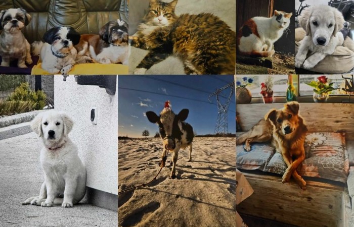 Z radością ogłaszamy zakończenie naszego konkursu plastycznego, w którym uczniowie mieli okazję zaprezentować swoje twórcze podejście do tematu zwierząt! 
Prace uczestników były niezwykle pomysłowe i różnorodne. Uczniowie pokazali zarówno zwierzęta w ich naturalnym środowisku, jak i te żyjące w naszych domach czy na farmach. Konkurs stał się świetną okazją, by przypomnieć, jak ważne jest traktowanie ich z szacunkiem, empatią i zrozumieniem. Nagrody dla wyróżnionych ufundowała Rada Rodziców.
