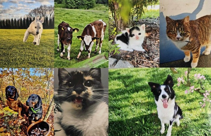 Z radością ogłaszamy zakończenie naszego konkursu plastycznego, w którym uczniowie mieli okazję zaprezentować swoje twórcze podejście do tematu zwierząt! 
Prace uczestników były niezwykle pomysłowe i różnorodne. Uczniowie pokazali zarówno zwierzęta w ich naturalnym środowisku, jak i te żyjące w naszych domach czy na farmach. Konkurs stał się świetną okazją, by przypomnieć, jak ważne jest traktowanie ich z szacunkiem, empatią i zrozumieniem. Nagrody dla wyróżnionych ufundowała Rada Rodziców.
