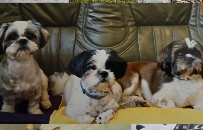 Z radością ogłaszamy zakończenie naszego konkursu plastycznego, w którym uczniowie mieli okazję zaprezentować swoje twórcze podejście do tematu zwierząt! 
Prace uczestników były niezwykle pomysłowe i różnorodne. Uczniowie pokazali zarówno zwierzęta w ich naturalnym środowisku, jak i te żyjące w naszych domach czy na farmach. Konkurs stał się świetną okazją, by przypomnieć, jak ważne jest traktowanie ich z szacunkiem, empatią i zrozumieniem. Nagrody dla wyróżnionych ufundowała Rada Rodziców.
