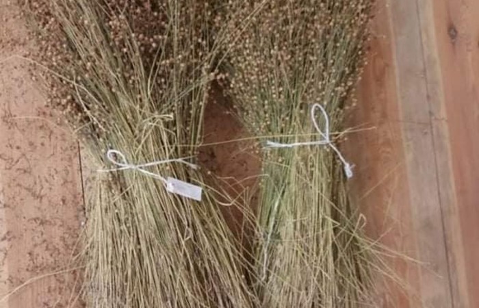 Uczestnicy projektu (19 osób z Francji, 17 z Portugalii i 25 osób z Polski) wyruszyli do Olsztynka. Tam w Muzeum Budownictwa Ludowego poznali piękno architektury naszego regionu i wzięli udział w warsztatach obróbki lnu. Podzieleni na cztery międzynarodowe grupy dowiedzieli się jak wiele lat temu żyli ludzie oraz jak pozyskiwali materiał z lnu. Każdy z uczestników miał okazję 