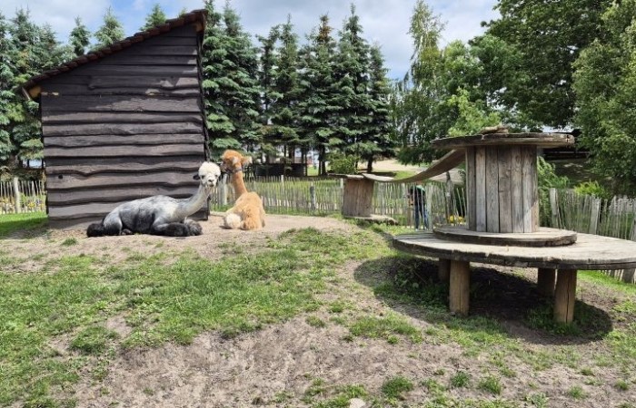 17 czerwca uczniowie klas drugich mieli okazję spędzić niezapomniany dzień w malowniczej Zagrodzie Kociewskiej. Program wycieczki obfitował w atrakcje, a jedną z najciekawszych były kreatywne warsztaty emalierskie. Dzieci dowiedziały się, czym jest emalia i jak powstają naczynia emaliowane. W części praktycznej każdy uczestnik mógł samodzielnie ozdobić ceramiczny magnes przy użyciu specjalnych markerów. Powstały w ten sposób wyjątkowe, kolorowe prace – prawdziwe małe dzieła sztuki, które będą piękną pamiątką na lata. Po warsztatach przyszedł czas na relaks i zabawę. Uczniowie korzystali z uroków otoczenia – bawili się na świeżym powietrzu, zwiedzali zagrodę i dokarmiali zwierzęta. Szerokie uśmiechy na twarzach dzieci, gdy wracały do szkoły, były najlepszym dowodem na to, że wyjazd był udany.