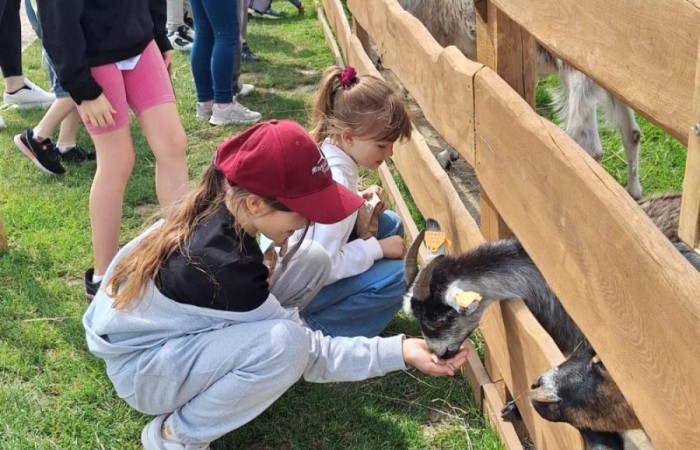 17 czerwca uczniowie klas drugich mieli okazję spędzić niezapomniany dzień w malowniczej Zagrodzie Kociewskiej. Program wycieczki obfitował w atrakcje, a jedną z najciekawszych były kreatywne warsztaty emalierskie. Dzieci dowiedziały się, czym jest emalia i jak powstają naczynia emaliowane. W części praktycznej każdy uczestnik mógł samodzielnie ozdobić ceramiczny magnes przy użyciu specjalnych markerów. Powstały w ten sposób wyjątkowe, kolorowe prace – prawdziwe małe dzieła sztuki, które będą piękną pamiątką na lata. Po warsztatach przyszedł czas na relaks i zabawę. Uczniowie korzystali z uroków otoczenia – bawili się na świeżym powietrzu, zwiedzali zagrodę i dokarmiali zwierzęta. Szerokie uśmiechy na twarzach dzieci, gdy wracały do szkoły, były najlepszym dowodem na to, że wyjazd był udany.