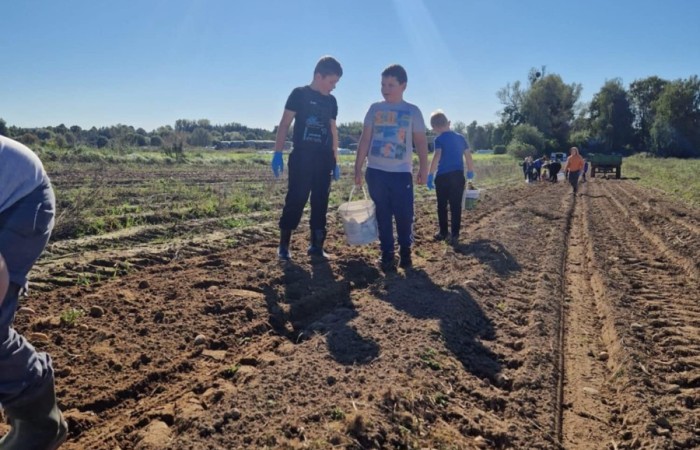 Uczniowie klasy 2A spędzili wyjątkowy dzień, podczas którego królował… ziemniak!  
Na początku poznaliśmy historię tej rośliny oraz dowiedzieliśmy się, jak wygląda jej budowa i w jaki sposób trafia z pola na nasze stoły. Nie zabrakło także wspólnej zabawy i zbierania ziemniaków, co sprawiło dzieciom ogromną frajdę.
Na zakończenie każdy mógł spróbować pysznych potraw przygotowanych z ziemniaków – były frytki, chipsy i chrupiące placki ziemniaczane. Dzięki temu wydarzeniu uczniowie nie tylko świetnie się bawili, ale też zdobyli nową wiedzę o roślinach okopowych. Serdecznie dziękujemy mamom: Paulinie Rokita, Asi Jabłońskiej i Sandrze Grzmocińskiej za doskonałe przygotowanie zajęć, pyszne smakołyki oraz poświęcony czas. Dzięki Wam ten dzień stał się naprawdę wyjątkowy! 
