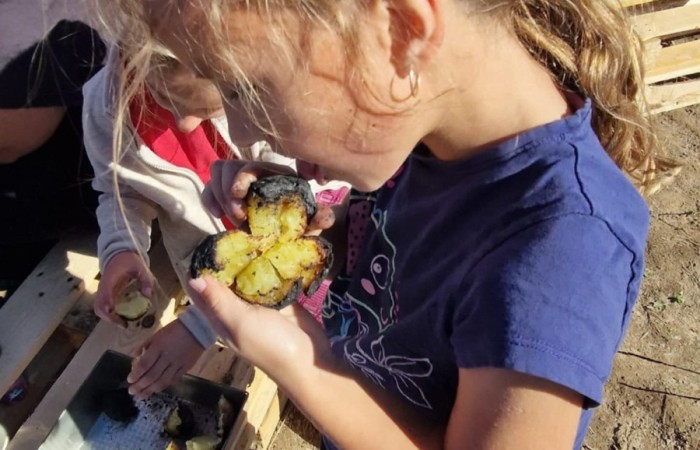 Uczniowie klasy 2A spędzili wyjątkowy dzień, podczas którego królował… ziemniak!  
Na początku poznaliśmy historię tej rośliny oraz dowiedzieliśmy się, jak wygląda jej budowa i w jaki sposób trafia z pola na nasze stoły. Nie zabrakło także wspólnej zabawy i zbierania ziemniaków, co sprawiło dzieciom ogromną frajdę.
Na zakończenie każdy mógł spróbować pysznych potraw przygotowanych z ziemniaków – były frytki, chipsy i chrupiące placki ziemniaczane. Dzięki temu wydarzeniu uczniowie nie tylko świetnie się bawili, ale też zdobyli nową wiedzę o roślinach okopowych. Serdecznie dziękujemy mamom: Paulinie Rokita, Asi Jabłońskiej i Sandrze Grzmocińskiej za doskonałe przygotowanie zajęć, pyszne smakołyki oraz poświęcony czas. Dzięki Wam ten dzień stał się naprawdę wyjątkowy! 
