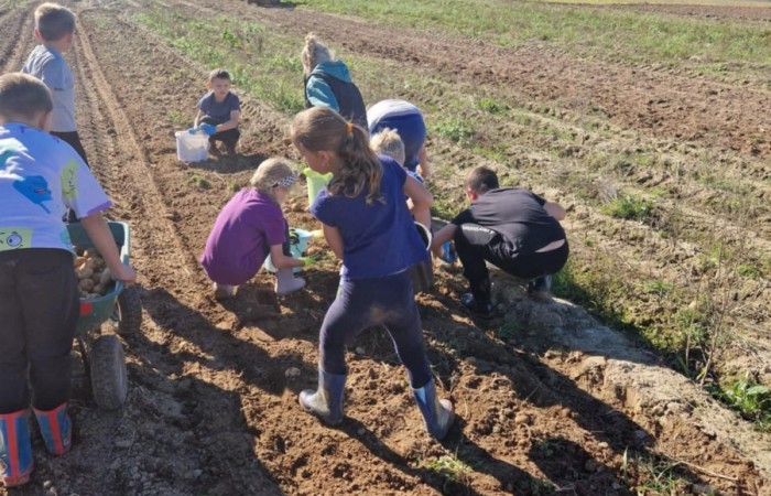 Uczniowie klasy 2A spędzili wyjątkowy dzień, podczas którego królował… ziemniak!  
Na początku poznaliśmy historię tej rośliny oraz dowiedzieliśmy się, jak wygląda jej budowa i w jaki sposób trafia z pola na nasze stoły. Nie zabrakło także wspólnej zabawy i zbierania ziemniaków, co sprawiło dzieciom ogromną frajdę.
Na zakończenie każdy mógł spróbować pysznych potraw przygotowanych z ziemniaków – były frytki, chipsy i chrupiące placki ziemniaczane. Dzięki temu wydarzeniu uczniowie nie tylko świetnie się bawili, ale też zdobyli nową wiedzę o roślinach okopowych. Serdecznie dziękujemy mamom: Paulinie Rokita, Asi Jabłońskiej i Sandrze Grzmocińskiej za doskonałe przygotowanie zajęć, pyszne smakołyki oraz poświęcony czas. Dzięki Wam ten dzień stał się naprawdę wyjątkowy! 
