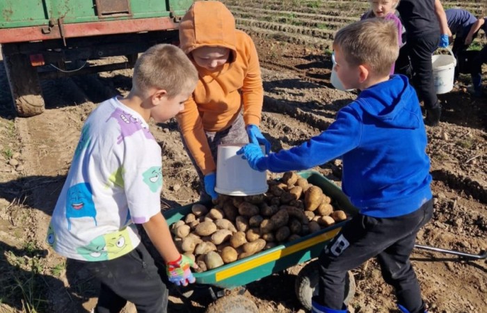 Uczniowie klasy 2A spędzili wyjątkowy dzień, podczas którego królował… ziemniak!  
Na początku poznaliśmy historię tej rośliny oraz dowiedzieliśmy się, jak wygląda jej budowa i w jaki sposób trafia z pola na nasze stoły. Nie zabrakło także wspólnej zabawy i zbierania ziemniaków, co sprawiło dzieciom ogromną frajdę.
Na zakończenie każdy mógł spróbować pysznych potraw przygotowanych z ziemniaków – były frytki, chipsy i chrupiące placki ziemniaczane. Dzięki temu wydarzeniu uczniowie nie tylko świetnie się bawili, ale też zdobyli nową wiedzę o roślinach okopowych. Serdecznie dziękujemy mamom: Paulinie Rokita, Asi Jabłońskiej i Sandrze Grzmocińskiej za doskonałe przygotowanie zajęć, pyszne smakołyki oraz poświęcony czas. Dzięki Wam ten dzień stał się naprawdę wyjątkowy! 
